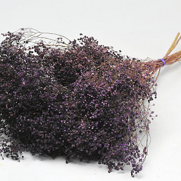 Broom Bloom Purple 50cm