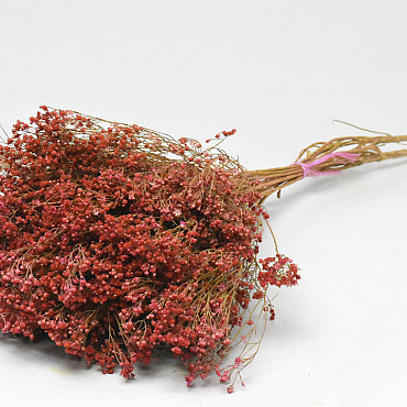 Broom Bloom Pink 50cm