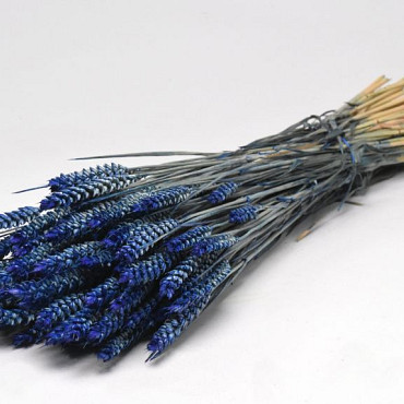 Bouquet Triticum Bleu (blé) 70cm