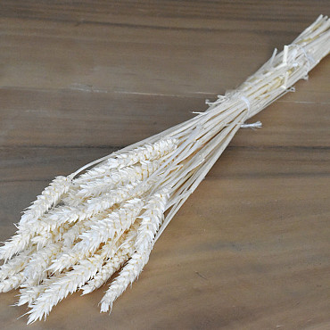 Bouquet Triticum Blanchi (blé) 70cm