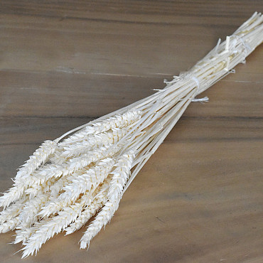 Triticum Bleached (wheat) 70cm