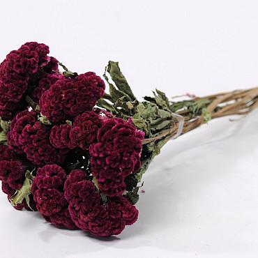 Celosia Bordeaux 60cm