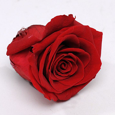 Roses préservé 5cm Rouge