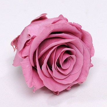 Rose Heads 5cm Old Pink