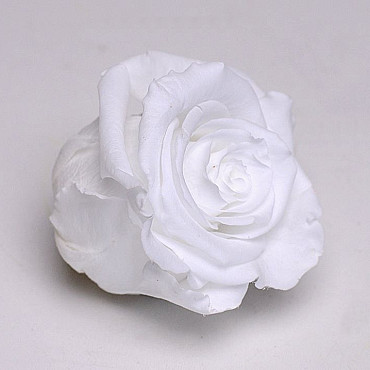 Rose Heads 5cm White