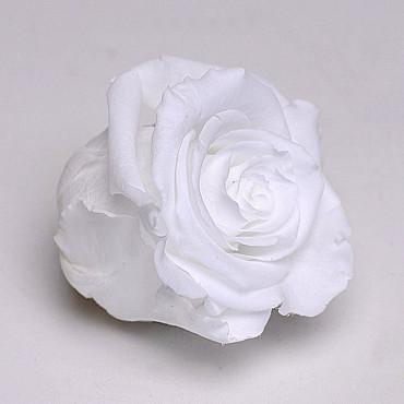 Roses préservé 5cm Blanc