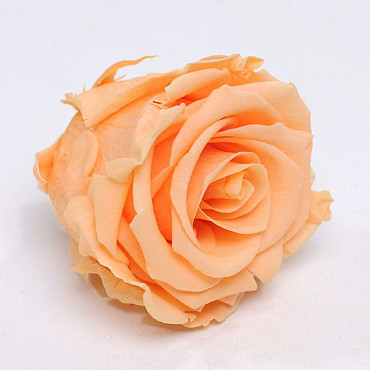 Rose Heads 5cm Peach