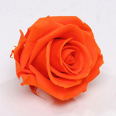 Roses préservé 5cm Orange