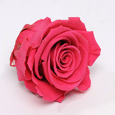 Roses préservé 5cm Rose Foncé