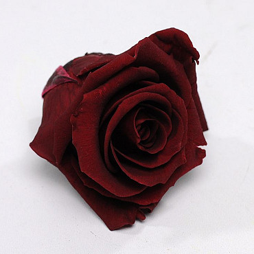 Roses préservé 5cm Bordeaux