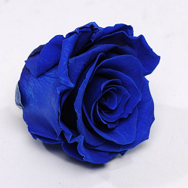 Rose Heads 5cm Royal Blue