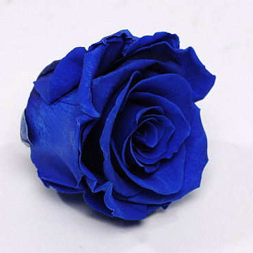 Roses préservé 5cm Bleu Royal