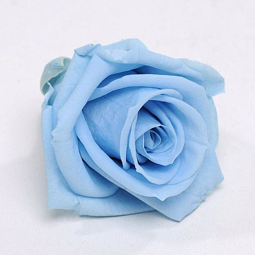 Rose Heads 5cm Sky Blue