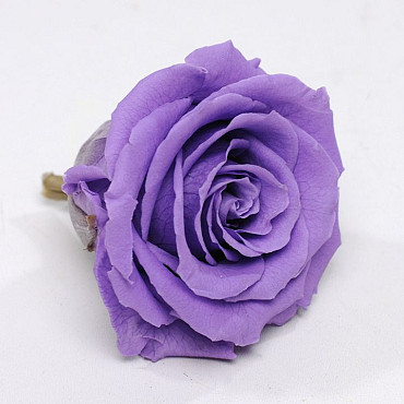 Rose Heads 5cm Lilac