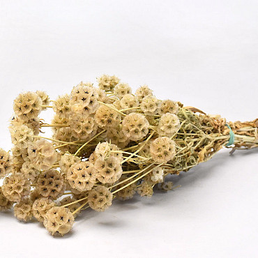 Bunch of Scabiosa 60cm