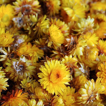 Helichrysum Heads Yellow PKG