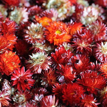 Tête de Helichrysum Rouge PKG