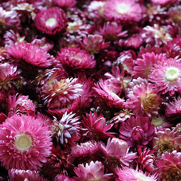 Helichrysum Dunkelrosa Köpfe KG