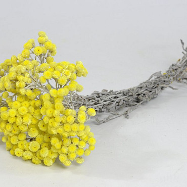 Helichrysum Immortelle Geel 30cm