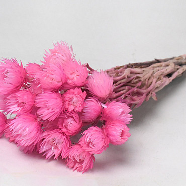 Helichrysum Vestitum Pink 