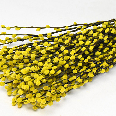 Dried Pussy Willow 70cm Yellow 50pcs