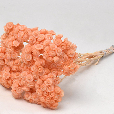 Immortelle du Var 30cm Peach