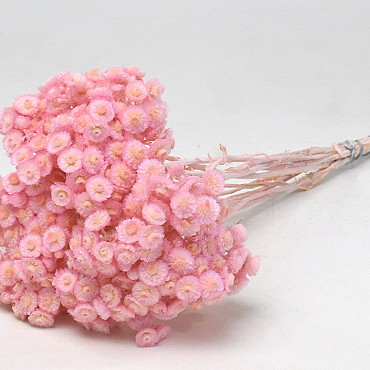 Helichrysum Immortelle 30cm Roze