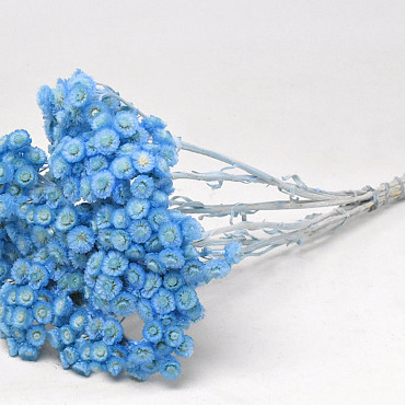 Helichrysum Immortelle 30cm Pastel Blue