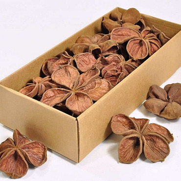 Land Lotus 25pcs