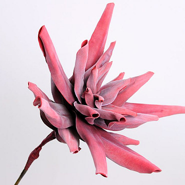 Foam Agave 80cm dark red