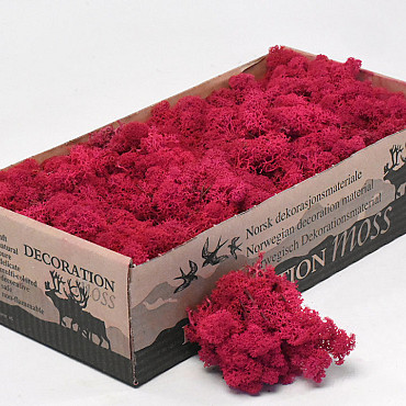 Lichen stabilisé Rouge Carmin 500gr.