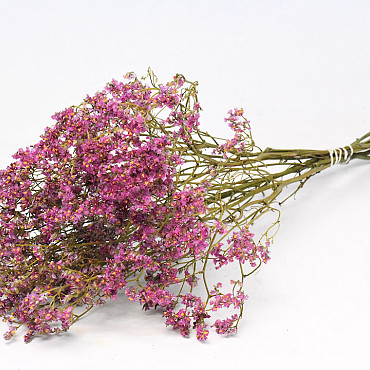 Limonium Cerise 60cm 