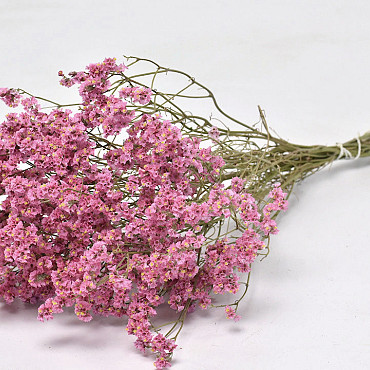 Limonium Pink 60cm 