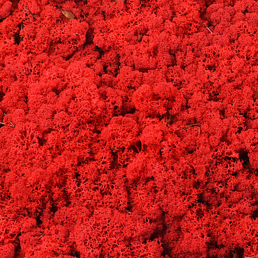 Reindeer Moss Red per kg