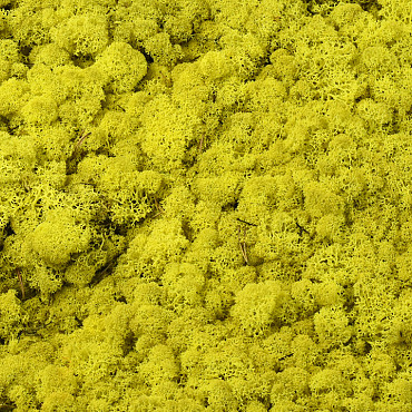 Lichen stabilisé Jaune Citron par kg