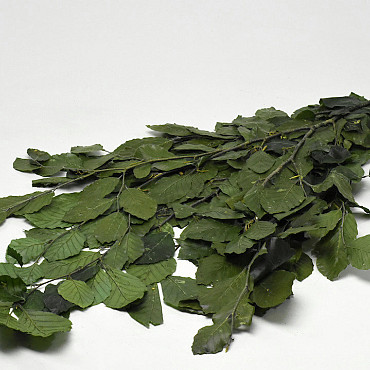 Feuille de Hêtre Vert 80cm