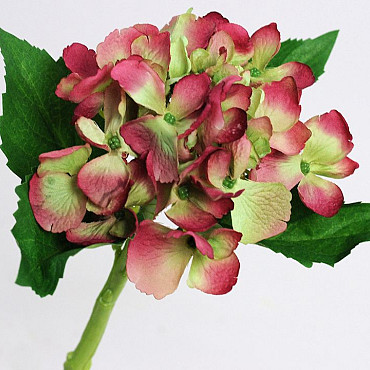 Hortensia 35cm rose-vert