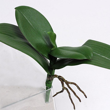 Kunst Phalaenopsis Blad W22cm