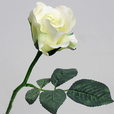 Rose Weiß 30cm