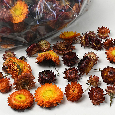 Tête de Helichrysum Orange 250gr.
