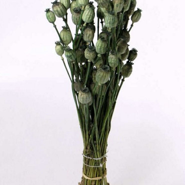 Bouquet Pavot Vert 65cm