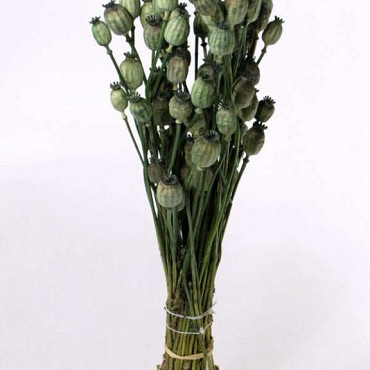 Papaver Grün 65cm
