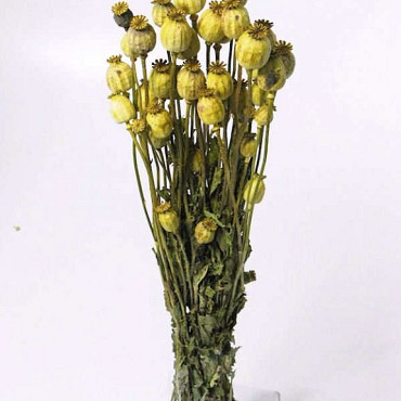 Papaver Spring Green 65cm