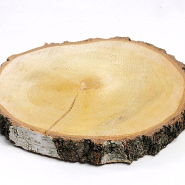 Birch Slice 24-27cm