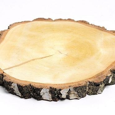 Birch Slice 30-35cm