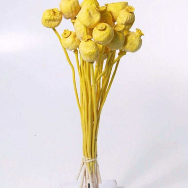 Papaver Bright Yellow