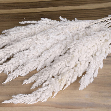 Erianthus Bleached 10pcs 110cm