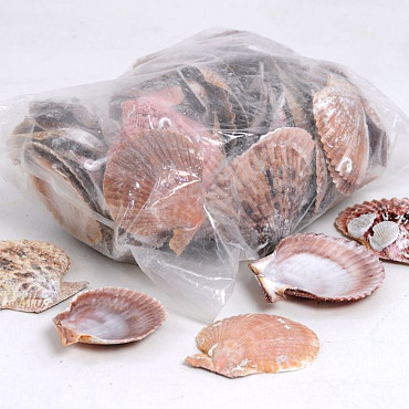 Muscheln Pectin Nobilis 1Kg