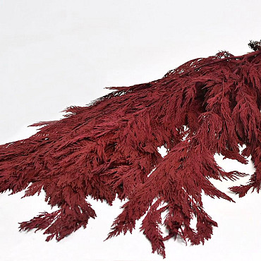 Thuya Rouge 100cm 1Kg