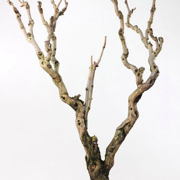 Bois de Lila 80-100cm